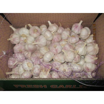 Normal White Garlic New 2019